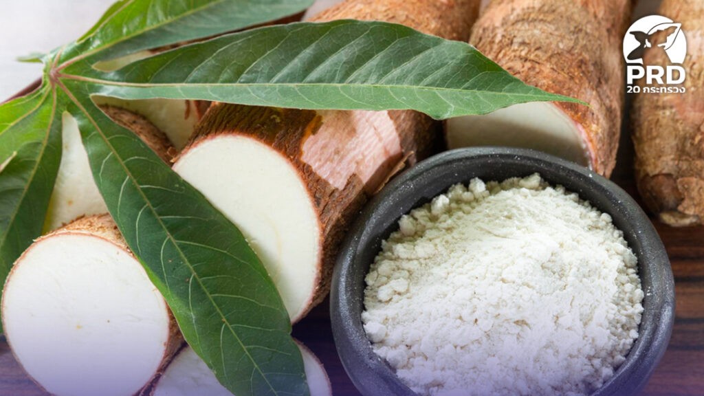 โอกาสดี! สหรัฐฯ ประกาศยกเว้นเก็บภาษีนำเข้าแป้งมันสำปะหลังดิบไทย 150 วัน พาณิชย์แนะผู้ประกอบการเร่งส่งออก